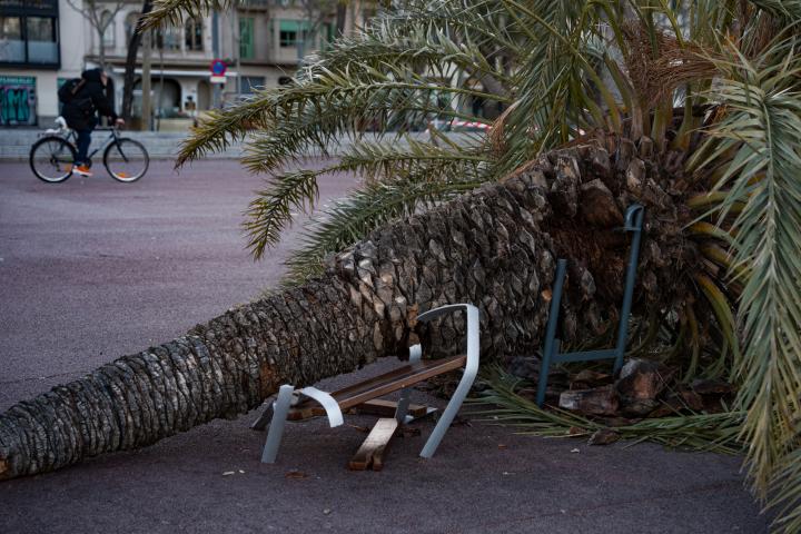 Efectos provocados por el fuerte viento en Barcelona este jueves 12 de febrero.