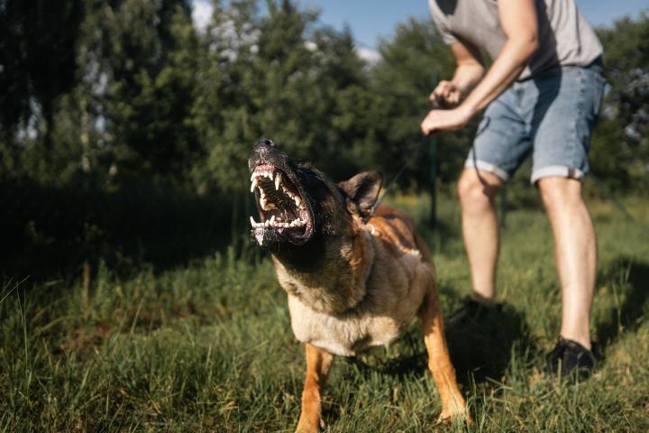 indemnizacion-amputado-dedo-ataque-perro