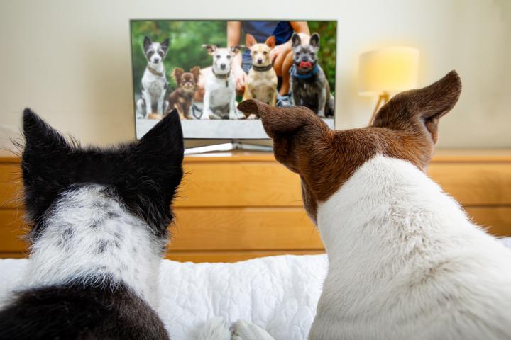 Perros viendo televisión.