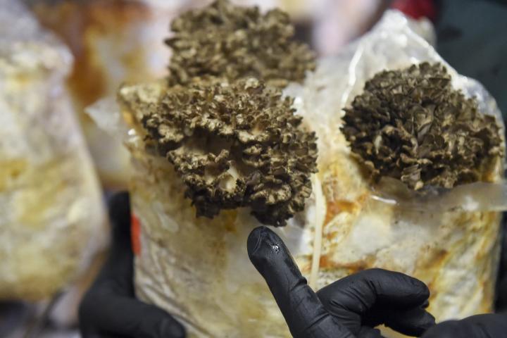 negocio-setas-gourmet