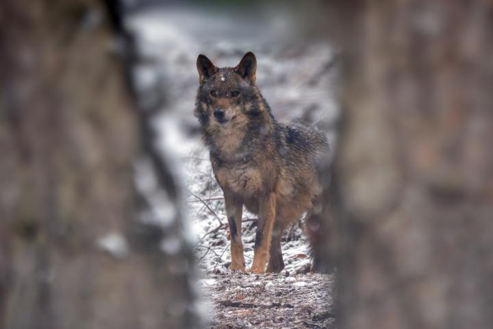 Imagen de un lobo en pleno invierno