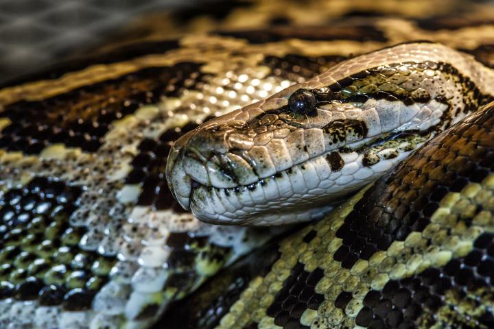 alt="alt="Serpiente pitón reticulada (Malayopython reticulatus) a veces conocida como Pitón Real o Pitón Bola.Foto de cabeza de pitón reticulada en cara completa""