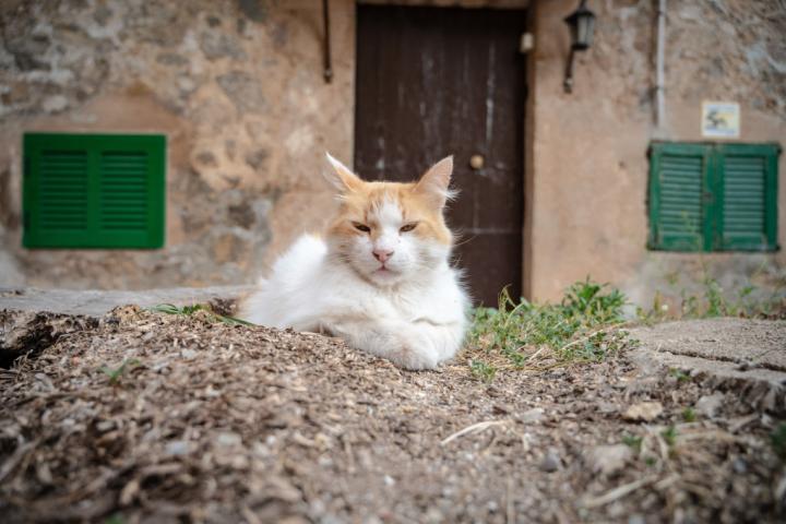 MALLORCA, SPAIN - 2023/05/06: A cat lying on the ground in the town of Valldemosa. Valldemossa is a very popular tourist destination in the Balearic Islands. (Photo by Marcos del Mazo/LightRocket via Getty Images)