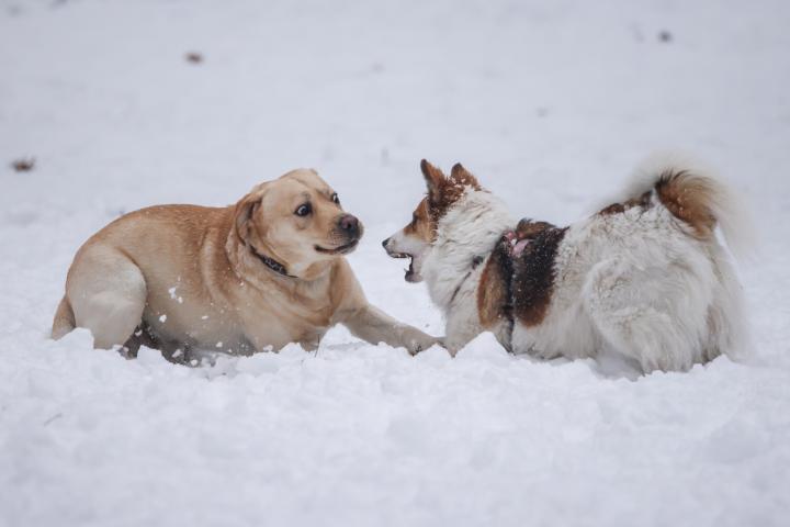 perros-jugando-senales-peligros