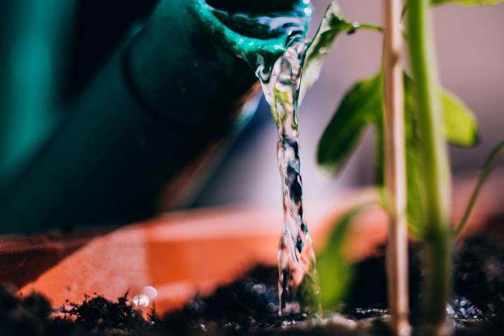 Una persona riega una planta