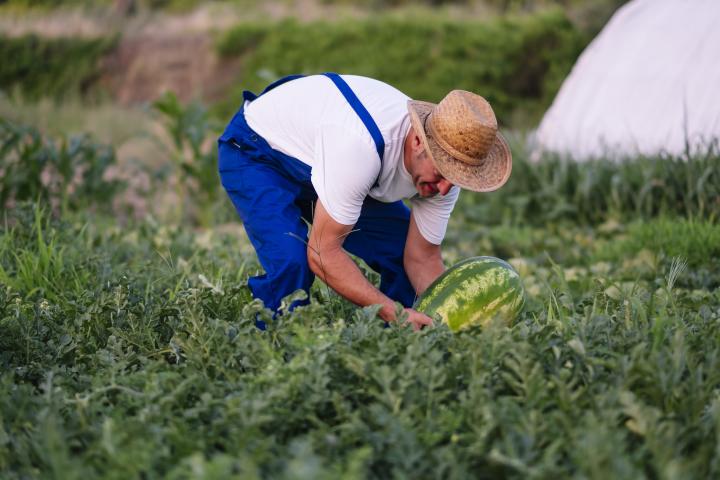 Agricultor recogiendo sandías en el huerto