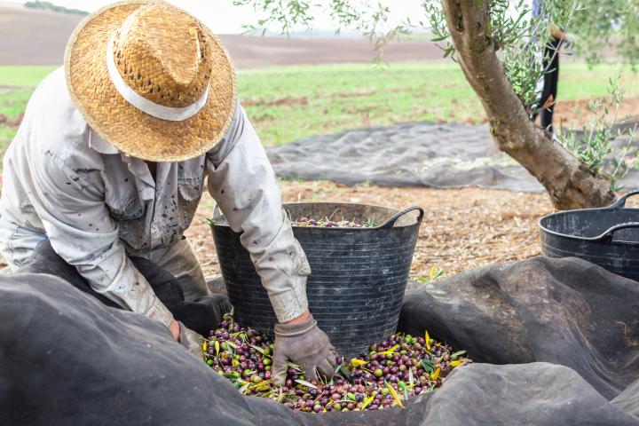 Agricultor trabajando.