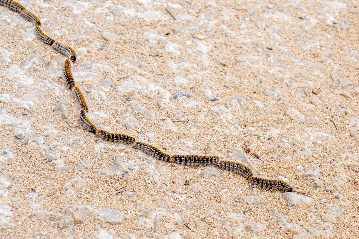 La oruga procesionaria en una imagen de archivo.