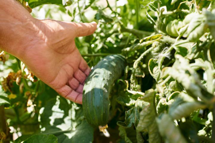 Una mano de una persona mostrando una planta de pepino lista para la cosecha