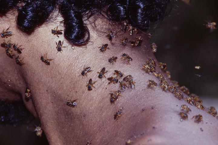 Abejas sobre el cuerpo de una persona, en una imagen de archivo