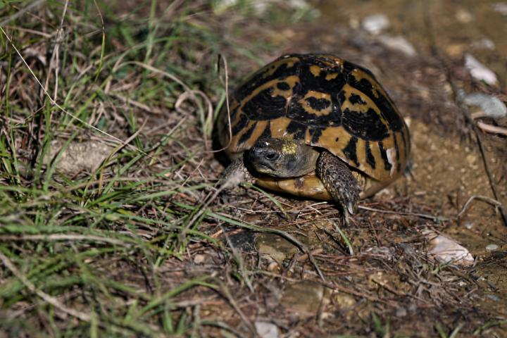 Un ejemplar de tortuga Hermann en la naturaleza