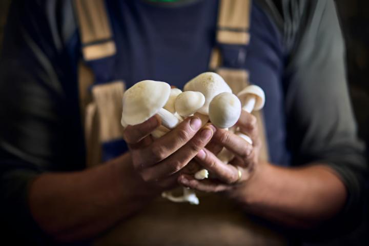 Primer plano de un hombre sosteniendo un montón de setas