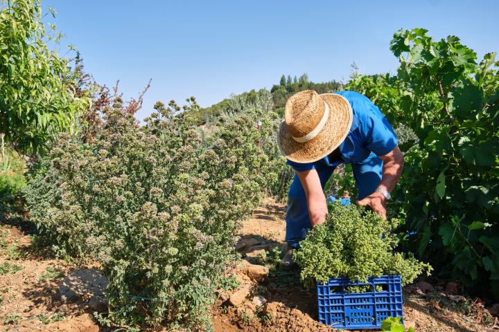 Un hombre trabajando la tierra