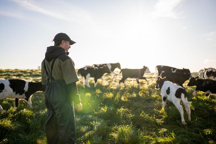 Un joven ganadero con varias vacas