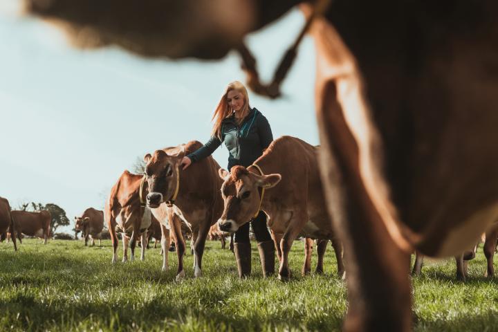 Mujer ganadera junto a sus vacas