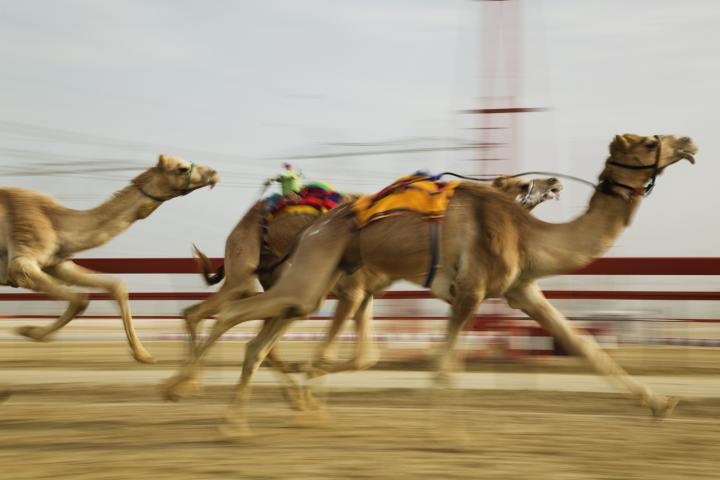 Imagen de archivo de una carrera de camellos en Dubai.