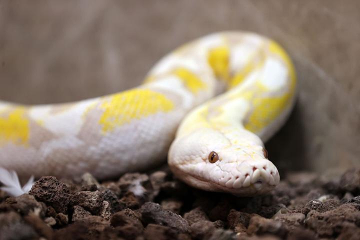 serpiente-piton-problema-alimentario