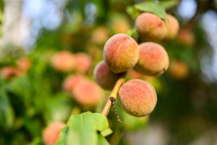 Árbol de melocotón.