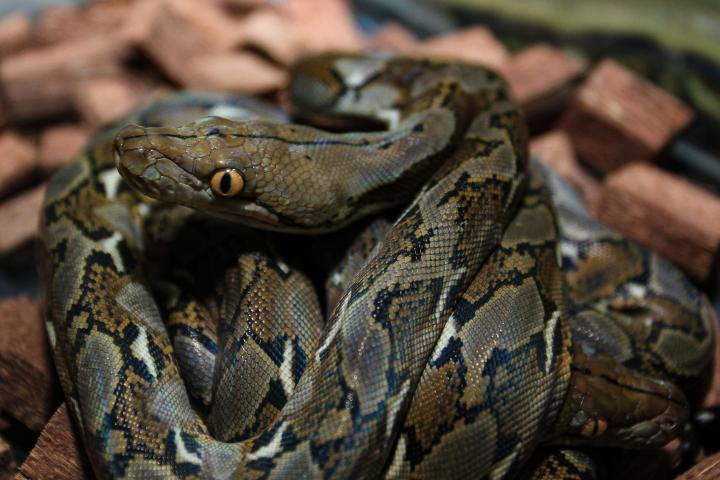 Serpiente pitón reticulada (Malayopython reticulatus) a veces conocida como Pitón Real o Pitón Bola, la serpiente más larga del mundo. Foto de cabeza de pitón reticulada en cara completa.