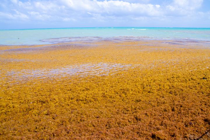 Algas sargazo en el mar