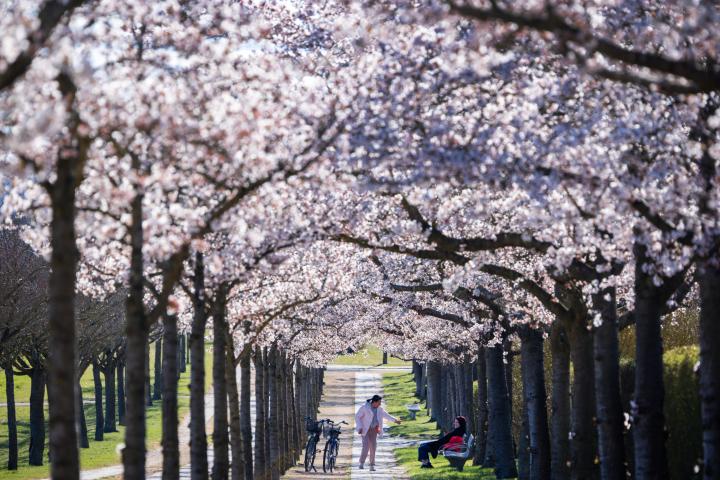 Cerezos en flor en un parque de Japón.