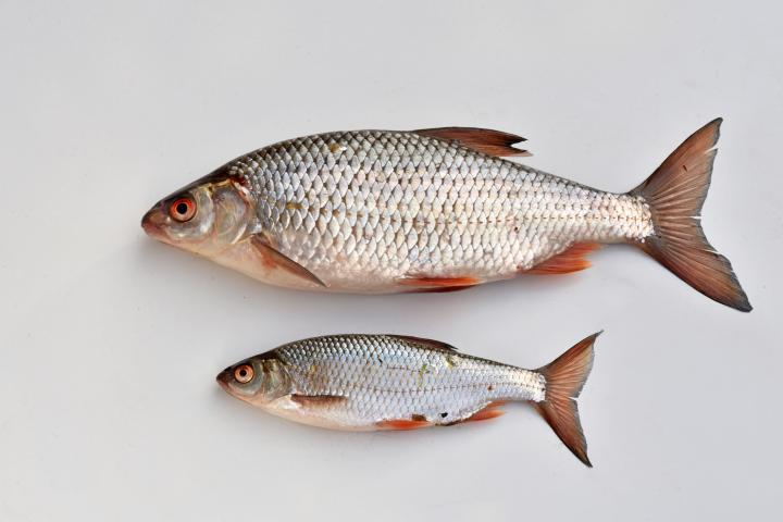 Primer plano de un pez sobre fondo blanco