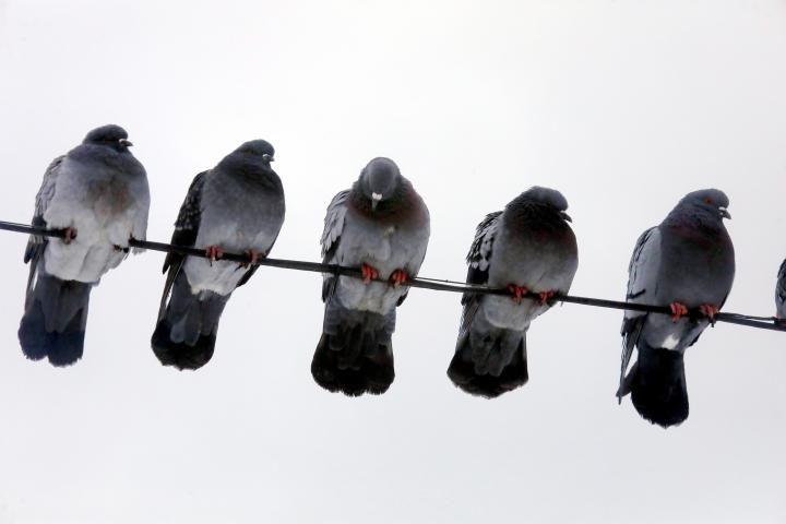 Un grupo de palomas se posan en un tendido eléctrico.