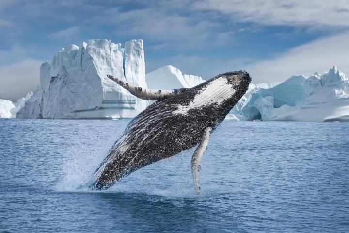 Una ballena salta en Groenlandia