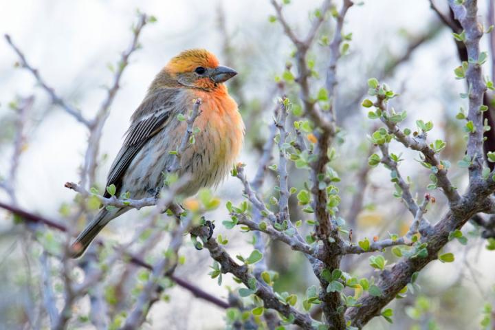 Un ejemplar de pinzón mexicano (Haemorhous mexicanus), en una imagen de archivo