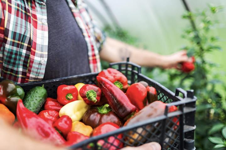 Una persona recogiendo cultivo de pimiento rojo
