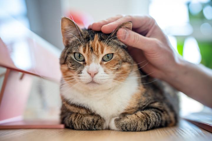 Gato siendo acariciado
