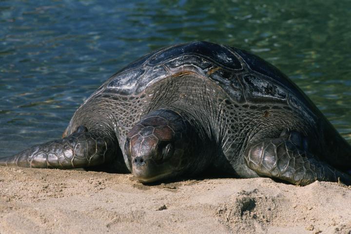 Una tortuga laúd en la arena de una playa