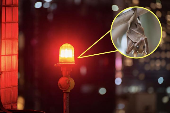 Una imagen de archivo de una luz roja y otra de un murciélago