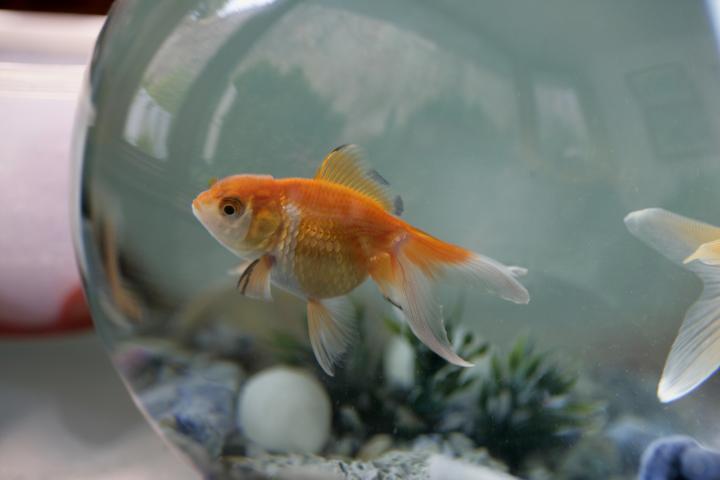 Goldfish in a Bowl