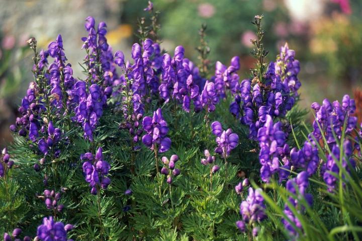 Aconitum napellus, el nombre científico de una planta peligrosa si no tienes cuidado