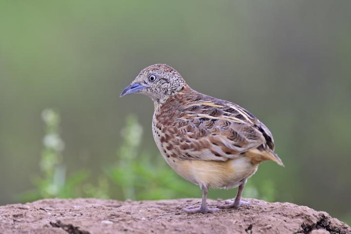 Torillo andaluz (Turnix sylvaticus)