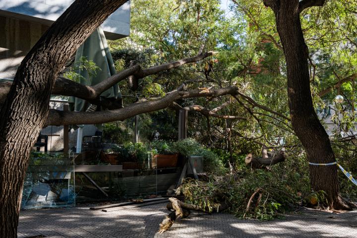Árboles caídos tras el fuerte viento en Barcelona.