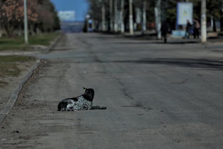 Un perro callejero permanece en la carretera el 23 de marzo de 2026 en Druzhkivka, Ucrania.