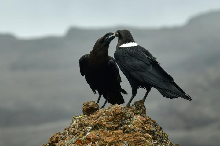 Dos cuervos africanos
