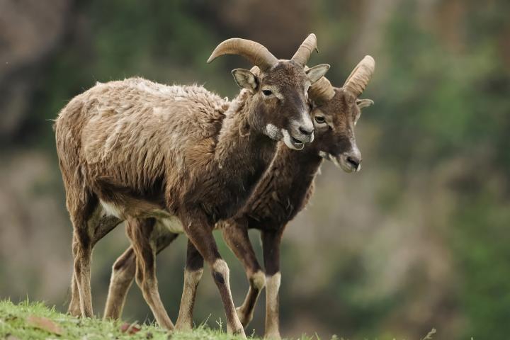 Dos muflones, en una imagen de archivo
