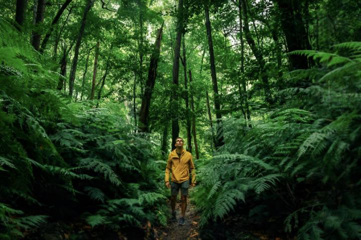 Un hombre con un abrigo amarillo caminando por un bosque profundo