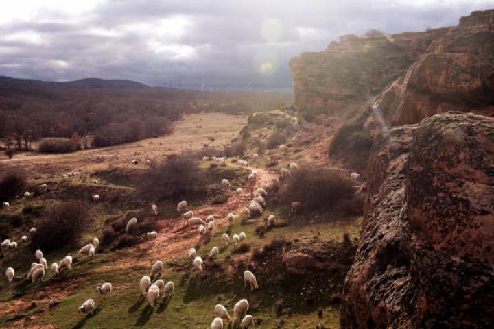 Flock of sheeps running in the roman ruins of Tiermes en the province of Soria