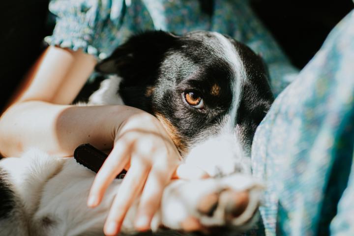 perra-se-enfrenta-oso-defiende-familia