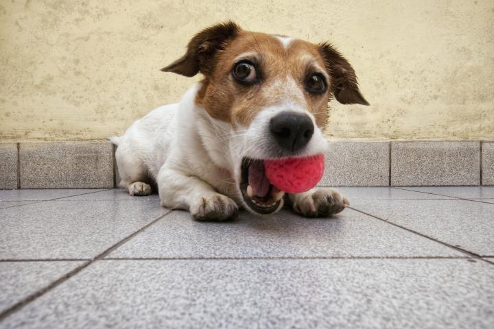Perro Jack Russell desconfiado con una pelota en la boca