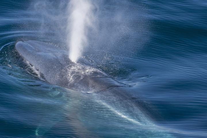 Una ballena azul, en una imagen de archivo