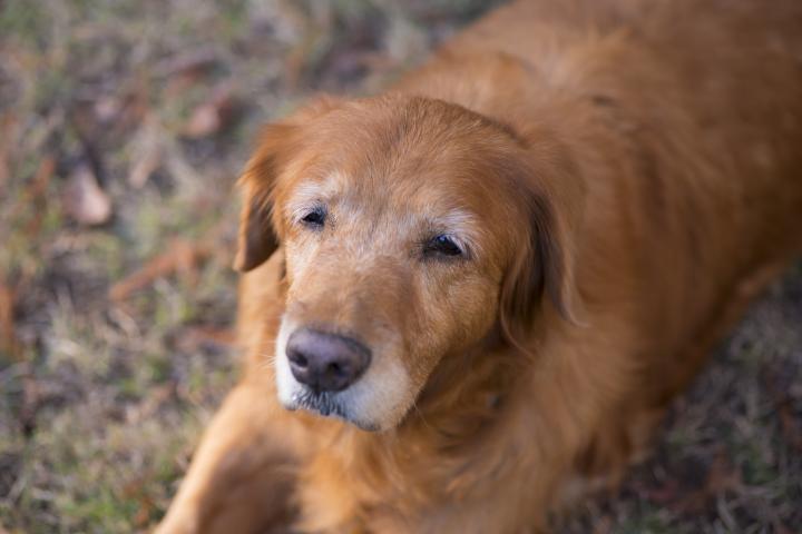 Fotografía de un Golden Retriever en Charleston, Carolina del Sur.