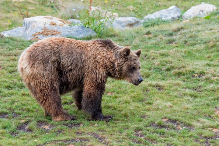Un ejemplar de oso pardo europeo (Ursus arctos arctos), en una imagen de archivo
