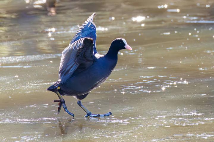 Sakataga-ike Park, Narita city, Chiba pref, Japan - January 4, 2026