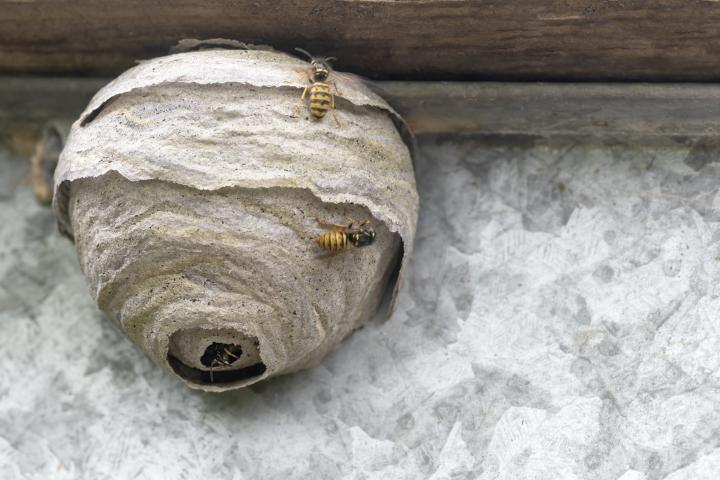 Una colmena en la fachada de una casa
