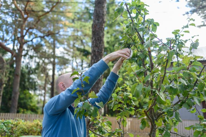 Un joven calvo poda un ciruelo en su patio con tijeras.